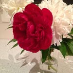 Mary Kovac - @peonymak856 - Instagram