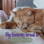 Mary Krick - @catbyte6 - Instagram