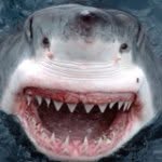 Mary Lee - @mary_lee_the_shark_ - Instagram