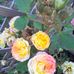 Mary Legge - Facebook