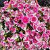 Mary Longman - Facebook