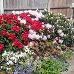 Mary Longmore - Facebook