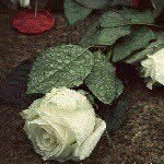 mary.loyal - @mroshan965 - Instagram
