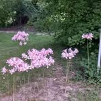 Mary Lyall - Facebook