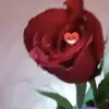 Mary marcoss - @maryymarco12358 - TikTok