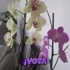 Mary Mariscal - @mary.mariscal98 - TikTok