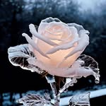 @marymasha2024 - Instagram