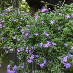 Mary McAdam - Facebook
