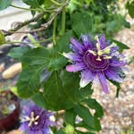 Mary HG McDuff - @maryhgmcduff - Instagram