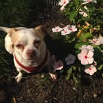 Mary McElwain - @marym.dogwalking - Instagram