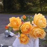 Mary Mc Greal - @mary.mcgreal.902 - Instagram
