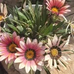 Mary Mollo San - @mollosan - Instagram