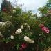 Mary Monzon - Facebook