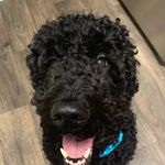 Mary Kate Ellis Moultrie - @mkthekitten - Instagram