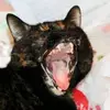 Mother of furballs - @marymunster1 - TikTok
