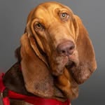 Mary Necaise - @bloodhound_buddies - Instagram