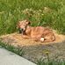 Mary Nylund - Facebook