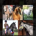 Mary Oak Stables Show Team 🐴 - @maryoakstables - Instagram