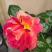 Mary Opp - Facebook