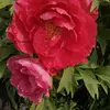 Mary Opp - @mary.opp6 - TikTok