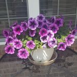Mary Pacifico - @mpac06171956 - Instagram