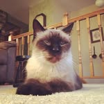 Mary Pallone Sematoske - @maray720 - Instagram