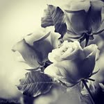 مریم - @mary.parvin79 - Instagram