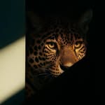 Dr_Meryem_Oumeddour 🩺🐈🦮 - @mary_patchika - Instagram