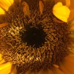 Mary Anne Pedrick - @pedrickmaryanne - Instagram