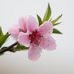 Maria Pulicano - Facebook