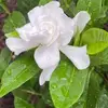Mary Pendleton - @mary.pendleton - TikTok