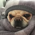Maryonion - @marypickleonion - Instagram