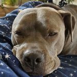 Mary Piercy DeRosa - @blu_the_pibble - Instagram