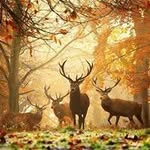 Mary Pinney - @buffie_pinney - Instagram