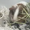 maryandpippenmybabies - @maryandpippenmybabies - TikTok