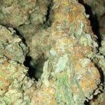 @mary_plain_jane - Instagram