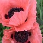 Mary Plaster - @plastermary - Instagram