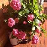 Mary Quade - @amdeq4 - Instagram