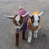 MaryElizabeth - @maryelizabethraasch - TikTok