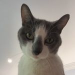 Mary Raleigh - @milestones_with_mary_the_cat - Instagram