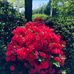Mary Ram - Facebook