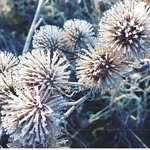 Gertrude Trautwein - @maryratz19 - Instagram