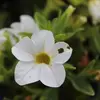 maryreeser - @purplecrown19 - TikTok