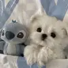 MaryReising - @patiekuapco - TikTok