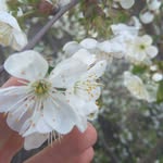 Marya - @mary_resh_flower - Instagram