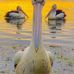 Mary Rogerson - Facebook