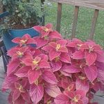 Mary Rupe - @the_flower_lady_mary_rupe - Instagram