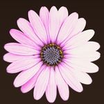 Mary Rupe - @bebopsgarden - Instagram