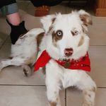 Mary Samples Thompson - @bellalunafarmdog - Instagram