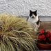 Mary Santry - Facebook